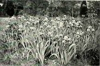 An illustration from Henderson's picturesque gardens and ornamental gardening illustrated (1908)