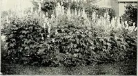 Picture 143 of 249 from Henderson's picturesque gardens and ornamental gardening illustrated (1908), leaf 102