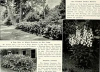 Picture 144 of 249 from Henderson's picturesque gardens and ornamental gardening illustrated (1908), leaf 103