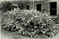 An illustration from Henderson's picturesque gardens and ornamental gardening illustrated (1908)