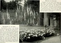 Picture 146 of 249 from Henderson's picturesque gardens and ornamental gardening illustrated (1908), leaf 104