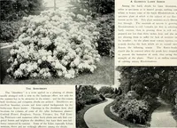 Picture 148 of 249 from Henderson's picturesque gardens and ornamental gardening illustrated (1908), leaf 106
