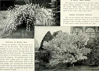 Picture 150 of 249 from Henderson's picturesque gardens and ornamental gardening illustrated (1908), leaf 108