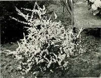 An illustration from Henderson's picturesque gardens and ornamental gardening illustrated (1908)