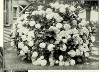 Picture 152 of 249 from Henderson's picturesque gardens and ornamental gardening illustrated (1908), leaf 109