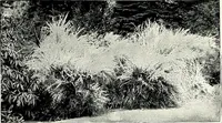 An illustration from Henderson's picturesque gardens and ornamental gardening illustrated (1908)