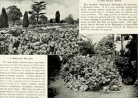 Picture 155 of 249 from Henderson's picturesque gardens and ornamental gardening illustrated (1908), leaf 111
