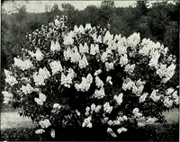 An illustration from Henderson's picturesque gardens and ornamental gardening illustrated (1908)