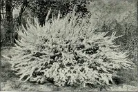 An illustration from Henderson's picturesque gardens and ornamental gardening illustrated (1908)