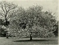 An illustration from Henderson's picturesque gardens and ornamental gardening illustrated (1908)