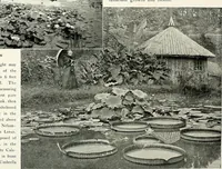 Picture 166 of 249 from Henderson's picturesque gardens and ornamental gardening illustrated (1908), leaf 116