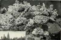 An illustration from Henderson's picturesque gardens and ornamental gardening illustrated (1908)