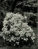 Picture 176 of 249 from Henderson's picturesque gardens and ornamental gardening illustrated (1908), leaf 125