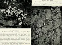 Picture 178 of 249 from Henderson's picturesque gardens and ornamental gardening illustrated (1908), leaf 126