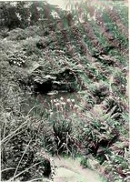 Picture 183 of 249 from Henderson's picturesque gardens and ornamental gardening illustrated (1908), leaf 131