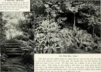 Picture 185 of 249 from Henderson's picturesque gardens and ornamental gardening illustrated (1908), leaf 132
