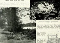 Picture 186 of 249 from Henderson's picturesque gardens and ornamental gardening illustrated (1908), leaf 134