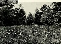 An illustration from Henderson's picturesque gardens and ornamental gardening illustrated (1908)