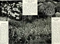 Picture 191 of 249 from Henderson's picturesque gardens and ornamental gardening illustrated (1908), leaf 136