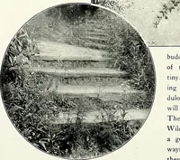 Picture 192 of 249 from Henderson's picturesque gardens and ornamental gardening illustrated (1908), leaf 137