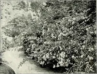 An illustration from Henderson's picturesque gardens and ornamental gardening illustrated (1908)