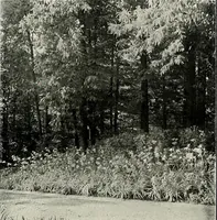 An illustration from Henderson's picturesque gardens and ornamental gardening illustrated (1908)