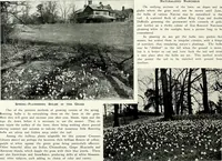 Picture 198 of 249 from Henderson's picturesque gardens and ornamental gardening illustrated (1908), leaf 140