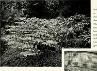 Picture 199 of 249 from Henderson's picturesque gardens and ornamental gardening illustrated (1908), leaf 141