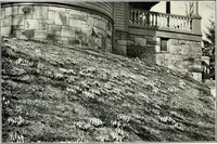 Picture 200 of 249 from Henderson's picturesque gardens and ornamental gardening illustrated (1908), leaf 141