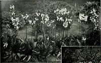 An illustration from Henderson's picturesque gardens and ornamental gardening illustrated (1908)