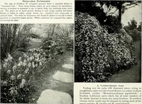 Picture 202 of 249 from Henderson's picturesque gardens and ornamental gardening illustrated (1908), leaf 143