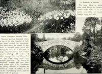Picture 203 of 249 from Henderson's picturesque gardens and ornamental gardening illustrated (1908), leaf 144