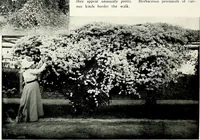 Picture 206 of 249 from Henderson's picturesque gardens and ornamental gardening illustrated (1908), leaf 146