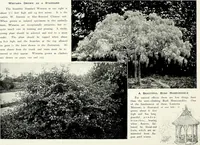 Picture 208 of 249 from Henderson's picturesque gardens and ornamental gardening illustrated (1908), leaf 148