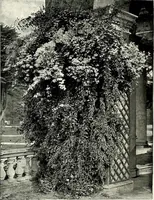 An illustration from Henderson's picturesque gardens and ornamental gardening illustrated (1908)