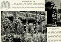 Picture 212 of 249 from Henderson's picturesque gardens and ornamental gardening illustrated (1908), leaf 151