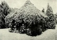 Picture 214 of 249 from Henderson's picturesque gardens and ornamental gardening illustrated (1908), leaf 152