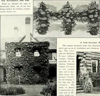 Picture 215 of 249 from Henderson's picturesque gardens and ornamental gardening illustrated (1908), leaf 153