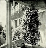 An illustration from Henderson's picturesque gardens and ornamental gardening illustrated (1908)