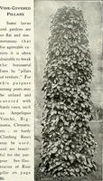 Picture 218 of 249 from Henderson's picturesque gardens and ornamental gardening illustrated (1908), leaf 154
