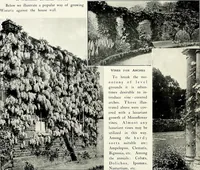 Picture 219 of 249 from Henderson's picturesque gardens and ornamental gardening illustrated (1908), leaf 155
