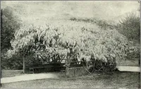 An illustration from Henderson's picturesque gardens and ornamental gardening illustrated (1908)
