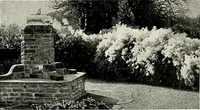 Picture 226 of 249 from Henderson's picturesque gardens and ornamental gardening illustrated (1908), leaf 158