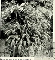 Picture 233 of 249 from Henderson's picturesque gardens and ornamental gardening illustrated (1908), leaf 162