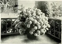 Picture 235 of 249 from Henderson's picturesque gardens and ornamental gardening illustrated (1908), leaf 162