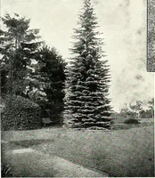 An illustration from Henderson's picturesque gardens and ornamental gardening illustrated (1908)