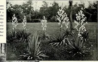 Picture 37 of 249 from Henderson's picturesque gardens and ornamental gardening illustrated (1908), leaf 33