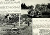 Picture 48 of 249 from Henderson's picturesque gardens and ornamental gardening illustrated (1908), leaf 42