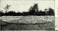 An illustration from Henderson's picturesque gardens and ornamental gardening illustrated (1908)