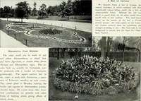 Picture 61 of 249 from Henderson's picturesque gardens and ornamental gardening illustrated (1908), leaf 50